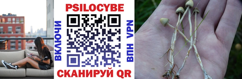 Галлюциногенные грибы Psilocybe  где продают   сайты даркнета телеграм  Кинешма 